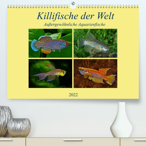 Killifische der WeltCH-Version (Premium, hochwertiger DIN A2 Wandkalender 2022, Kunstdruck in Hochglanz) von Pohlmann,  Rudolf
