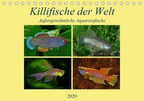 Killifische der WeltCH-Version (Tischkalender 2020 DIN A5 quer) von Pohlmann,  Rudolf