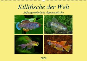 Killifische der WeltCH-Version (Wandkalender 2020 DIN A2 quer) von Pohlmann,  Rudolf