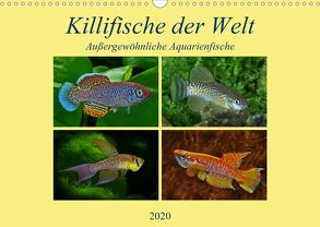 Killifische der WeltCH-Version (Wandkalender 2020 DIN A3 quer) von Pohlmann,  Rudolf