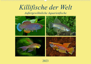 Killifische der WeltCH-Version (Wandkalender 2023 DIN A2 quer) von Pohlmann,  Rudolf