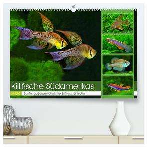 Killifische Südamerikas (hochwertiger Premium Wandkalender 2024 DIN A2 quer), Kunstdruck in Hochglanz von Pohlmann,  Rudolf