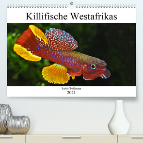 Killifische Westafrikas (Premium, hochwertiger DIN A2 Wandkalender 2021, Kunstdruck in Hochglanz) von Pohlmann,  Rudolf