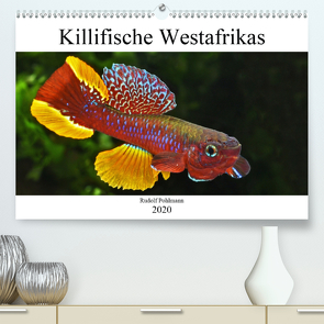 Killifische Westafrikas (Premium, hochwertiger DIN A2 Wandkalender 2020, Kunstdruck in Hochglanz) von Pohlmann,  Rudolf