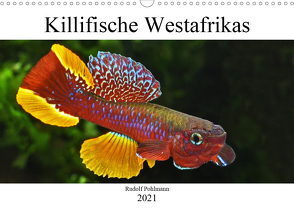 Killifische Afrikas (Wandkalender 2021 DIN A3 quer) von Pohlmann,  Rudolf