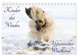 Kinder des Windes – Afghanischer Windhund (Tischkalender 2024 DIN A5 quer), CALVENDO Monatskalender von Starick,  Sigrid