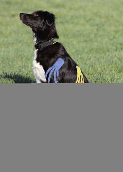 Kinesiologisches Taping für Hunde von Bredlau-Morich,  Katja