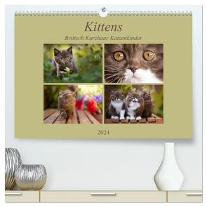 Kittens – Britisch Kurzhaar Katzenkinder (hochwertiger Premium Wandkalender 2024 DIN A2 quer), Kunstdruck in Hochglanz von Bürger,  Janina