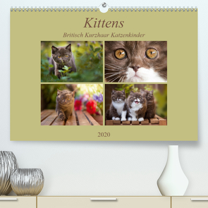 Kittens – Britisch Kurzhaar Katzenkinder (Premium, hochwertiger DIN A2 Wandkalender 2020, Kunstdruck in Hochglanz) von Bürger,  Janina