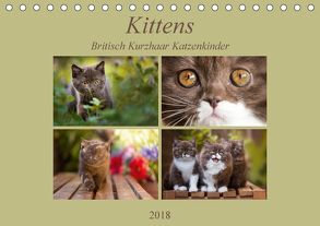 Kittens – Britisch Kurzhaar Katzenkinder (Tischkalender 2018 DIN A5 quer) von Bürger,  Janina