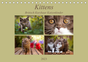 Kittens – Britisch Kurzhaar Katzenkinder (Tischkalender 2023 DIN A5 quer) von Bürger,  Janina