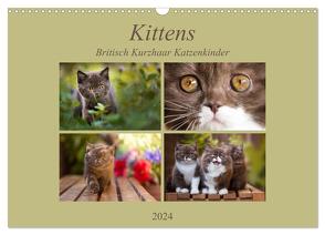 Kittens – Britisch Kurzhaar Katzenkinder (Wandkalender 2024 DIN A3 quer), CALVENDO Monatskalender von Bürger,  Janina