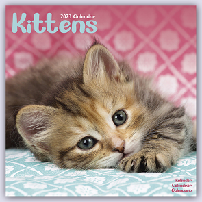 Kittens – Kätzchen 2023 – 16-Monatskalender