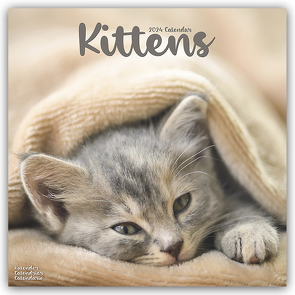 Kittens – Kätzchen 2024 – 16-Monatskalender