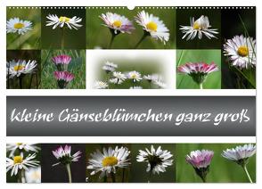 kleine Gänseblümchen ganz groß (Wandkalender 2024 DIN A2 quer), CALVENDO Monatskalender von SchnelleWelten,  SchnelleWelten