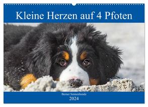 Kleine Herzen auf 4 Pfoten – Berner Sennenhunde (Wandkalender 2024 DIN A2 quer), CALVENDO Monatskalender von Starick,  Sigrid