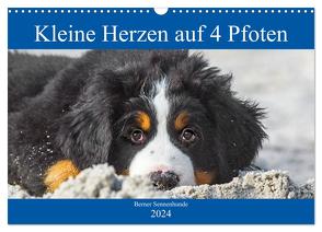 Kleine Herzen auf 4 Pfoten – Berner Sennenhunde (Wandkalender 2024 DIN A3 quer), CALVENDO Monatskalender von Starick,  Sigrid