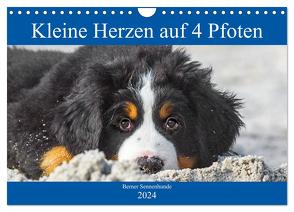 Kleine Herzen auf 4 Pfoten – Berner Sennenhunde (Wandkalender 2024 DIN A4 quer), CALVENDO Monatskalender von Starick,  Sigrid