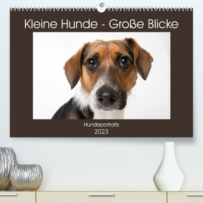 Kleine Hunde – Große Blicke (Premium, hochwertiger DIN A2 Wandkalender 2023, Kunstdruck in Hochglanz) von Akrema-Photography