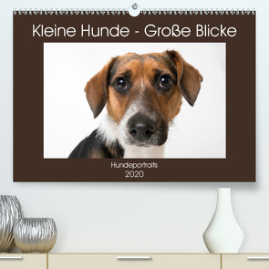 Kleine Hunde – Große Blicke (Premium, hochwertiger DIN A2 Wandkalender 2020, Kunstdruck in Hochglanz) von Akrema-Photography