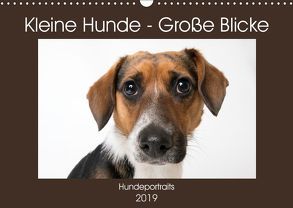 Kleine Hunde – Große Blicke (Wandkalender 2019 DIN A3 quer) von Akrema-Photography