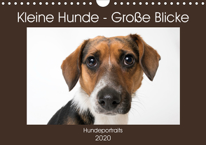 Kleine Hunde – Große Blicke (Wandkalender 2020 DIN A4 quer) von Akrema-Photography