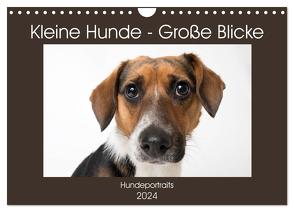 Kleine Hunde – Große Blicke (Wandkalender 2024 DIN A4 quer), CALVENDO Monatskalender von Akrema-Photography,  Akrema-Photography