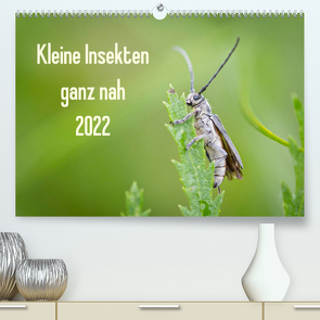Kleine Insekten ganz nah (Premium, hochwertiger DIN A2 Wandkalender 2022, Kunstdruck in Hochglanz) von Blickwinkel,  Dany´s