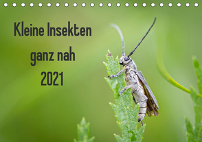 Kleine Insekten ganz nah (Tischkalender 2021 DIN A5 quer) von Blickwinkel,  Dany´s