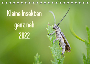 Kleine Insekten ganz nah (Tischkalender 2022 DIN A5 quer) von Blickwinkel,  Dany´s