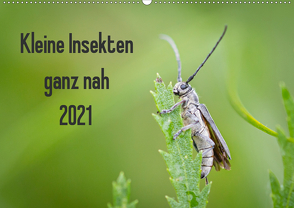 Kleine Insekten ganz nah (Wandkalender 2021 DIN A2 quer) von Blickwinkel,  Dany´s