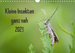 Kleine Insekten ganz nah (Wandkalender 2021 DIN A4 quer) von Blickwinkel,  Dany´s