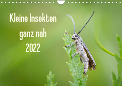 Kleine Insekten ganz nah (Wandkalender 2022 DIN A4 quer) von Blickwinkel,  Dany´s