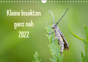 Kleine Insekten ganz nah (Wandkalender 2022 DIN A4 quer) von Blickwinkel,  Dany´s