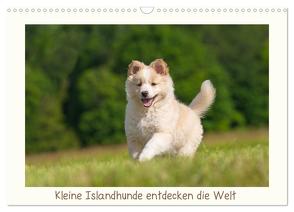 Kleine Islandhunde entdecken die Welt (Wandkalender 2024 DIN A3 quer), CALVENDO Monatskalender von Scheurer,  Monika