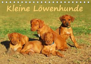 Kleine LöwenhundeAT-Version (Tischkalender 2018 DIN A5 quer) von van Wyk - www.germanpix.net,  Anke