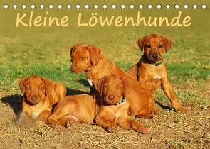 Kleine LöwenhundeAT-Version (Tischkalender 2023 DIN A5 quer) von van Wyk - www.germanpix.net,  Anke