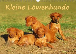 Kleine LöwenhundeAT-Version (Wandkalender 2018 DIN A3 quer) von van Wyk - www.germanpix.net,  Anke