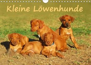 Kleine LöwenhundeAT-Version (Wandkalender 2018 DIN A4 quer) von van Wyk - www.germanpix.net,  Anke