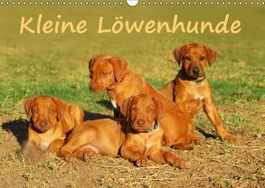 Kleine LöwenhundeAT-Version (Wandkalender 2019 DIN A3 quer) von van Wyk - www.germanpix.net,  Anke