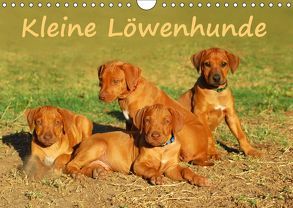 Kleine LöwenhundeAT-Version (Wandkalender 2019 DIN A4 quer) von van Wyk - www.germanpix.net,  Anke