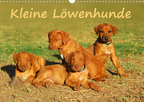 Kleine LöwenhundeAT-Version (Wandkalender 2020 DIN A3 quer) von van Wyk - www.germanpix.net,  Anke