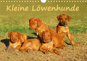 Kleine LöwenhundeAT-Version (Wandkalender 2020 DIN A4 quer) von van Wyk - www.germanpix.net,  Anke