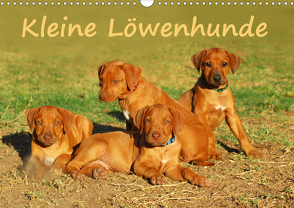 Kleine LöwenhundeAT-Version (Wandkalender 2021 DIN A3 quer) von van Wyk - www.germanpix.net,  Anke