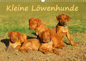 Kleine LöwenhundeAT-Version (Wandkalender 2023 DIN A3 quer) von van Wyk - www.germanpix.net,  Anke