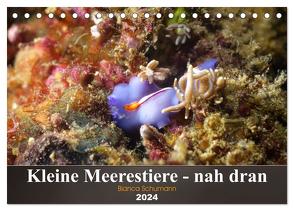 Kleine Meerestiere – nah dran (Tischkalender 2024 DIN A5 quer), CALVENDO Monatskalender von Schumann,  Bianca