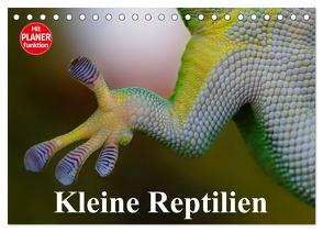 Kleine Reptilien (Tischkalender 2024 DIN A5 quer), CALVENDO Monatskalender von Stanzer,  Elisabeth