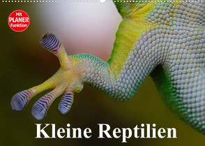 Kleine Reptilien (Wandkalender 2022 DIN A2 quer) von Stanzer,  Elisabeth