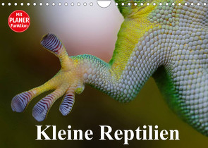 Kleine Reptilien (Wandkalender 2022 DIN A4 quer) von Stanzer,  Elisabeth