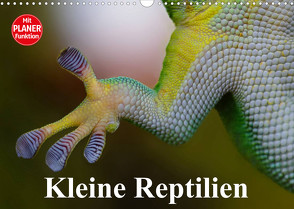 Kleine Reptilien (Wandkalender 2023 DIN A3 quer) von Stanzer,  Elisabeth